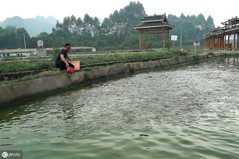 池塘養魚|池塘養魚(漁業養殖技術):歷史發展,混養類型,輪捕輪放,池塘條件,飼。